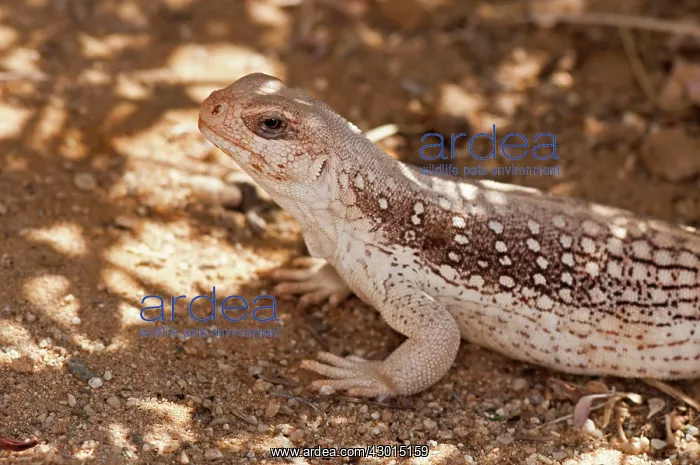  : Desert Iguana
