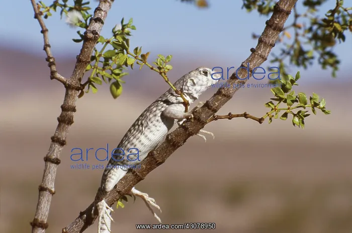  : Desert Iguana