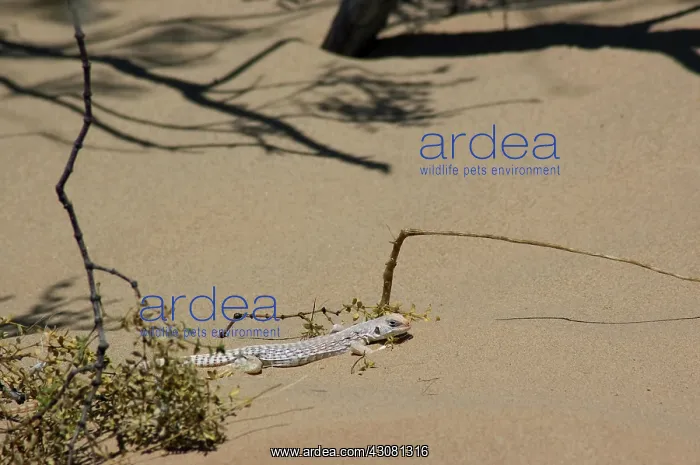  : Desert Iguana