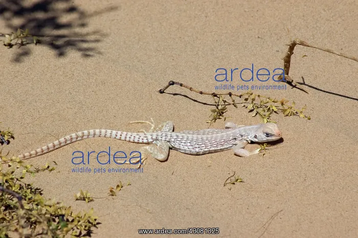 : Desert Iguana : Desert Iguana