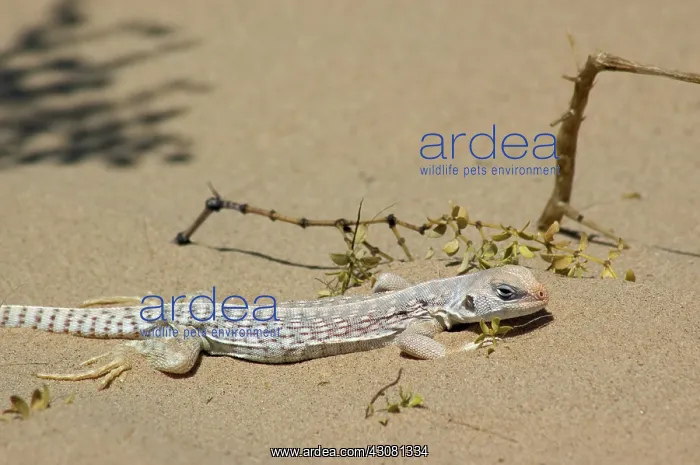 : Desert Iguana : Desert Iguana