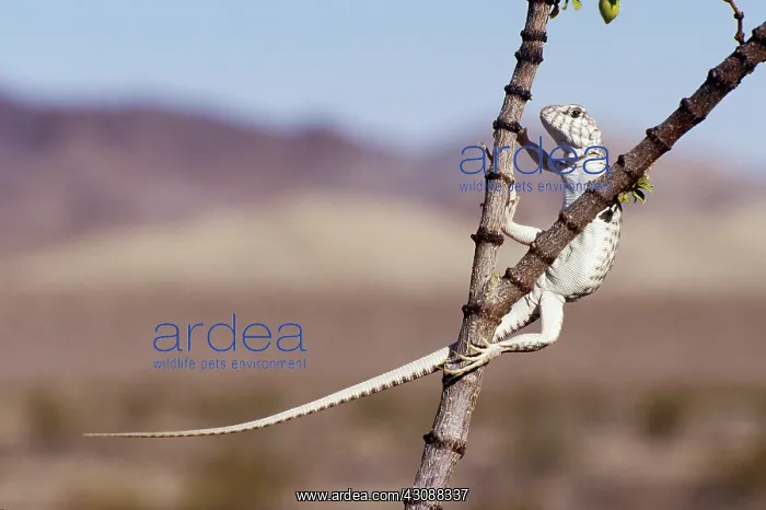 : Desert Iguana : Desert Iguana