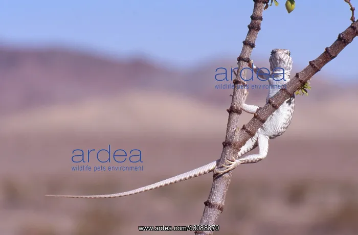  : Desert Iguana