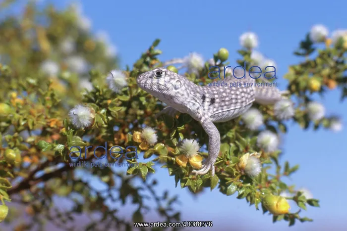 : Desert Iguana : Desert Iguana