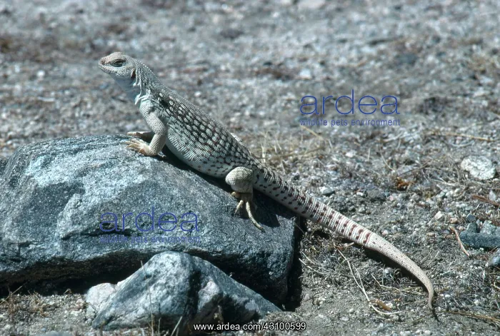 : Desert Iguana : Desert Iguana