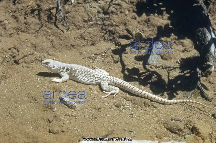 : Desert Iguana : Desert Iguana