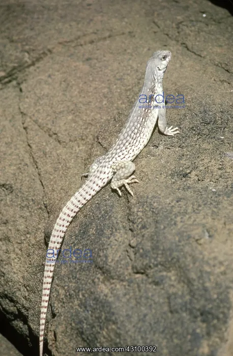 : Desert Iguana (Dipsosaurus dorsalis) : Desert Iguana (Dipsosaurus dorsalis)