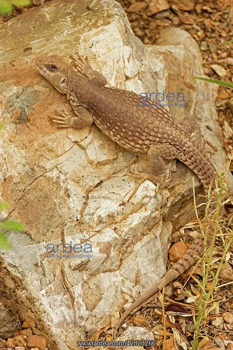 : Desert Iguana - On rock : Desert Iguana - On rock