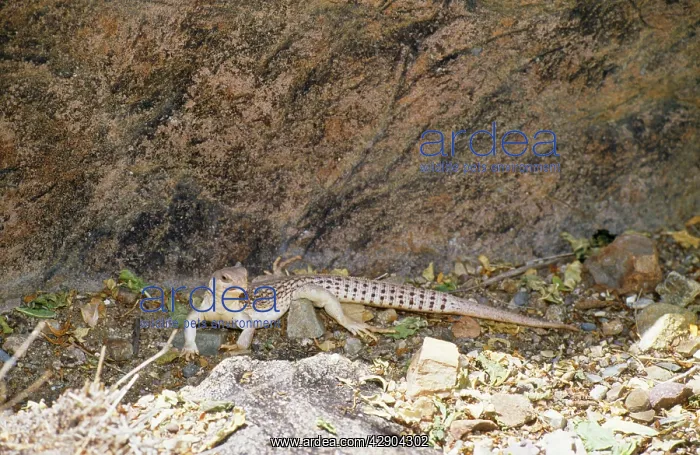 : Desert Iguana - scent marking territory with gland : Desert Iguana - scent marking territory with gland