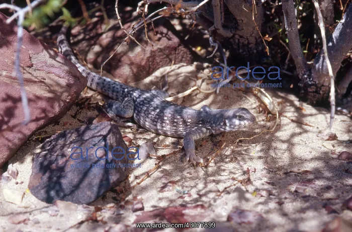 : Desert Iguana in Shade : Desert Iguana in Shade