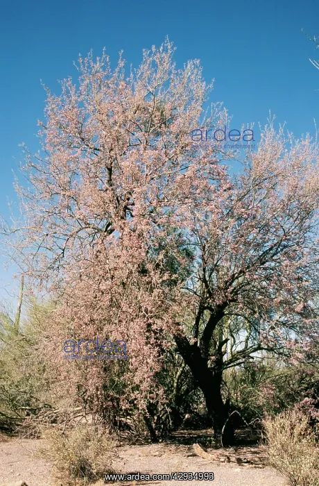 : Desert IRONWOOD : Desert IRONWOOD