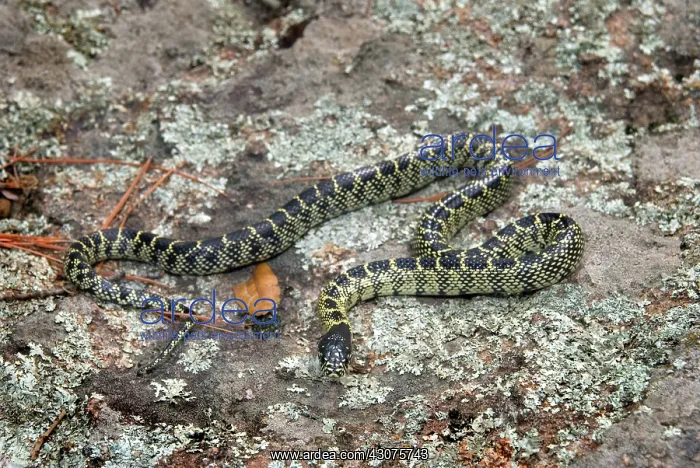 : The Desert King Snake : The Desert King Snake