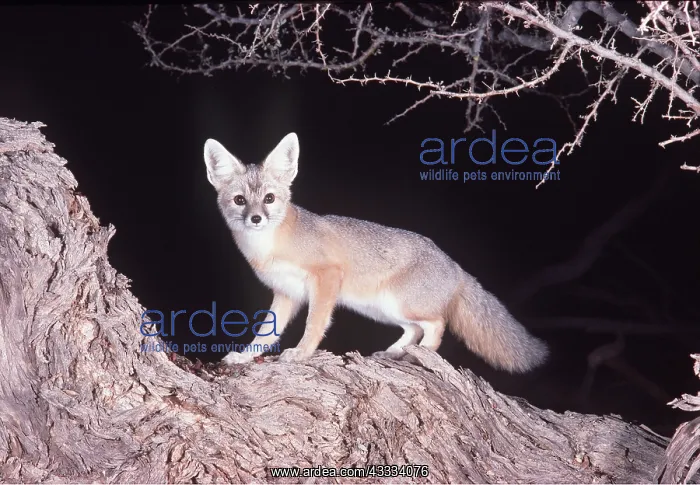 : DESERT KIT FOX - at night : DESERT KIT FOX - at night