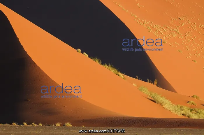 : Desert Landscape with high sand dunes in late afternoon ligh : Desert Landscape with high sand dunes in late afternoon ligh