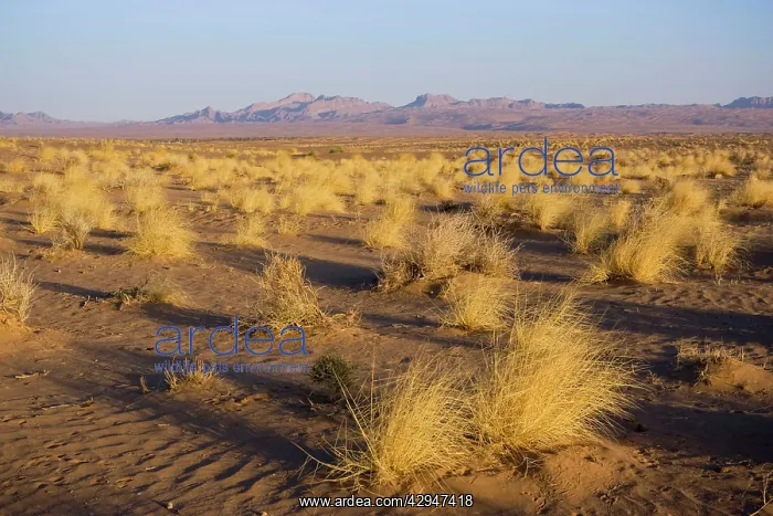  : Desert landscape, Iran