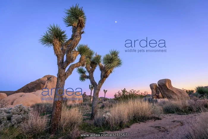 : Desert Landscape, Joshua Trees (Yucca brevifolia) : Desert Landscape, Joshua Trees (Yucca brevifolia)