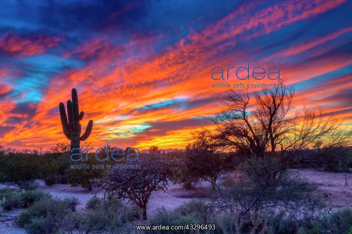 : Desert landscape with saguaro cactus (Saguaro) at : Desert landscape with saguaro cactus (Saguaro) at