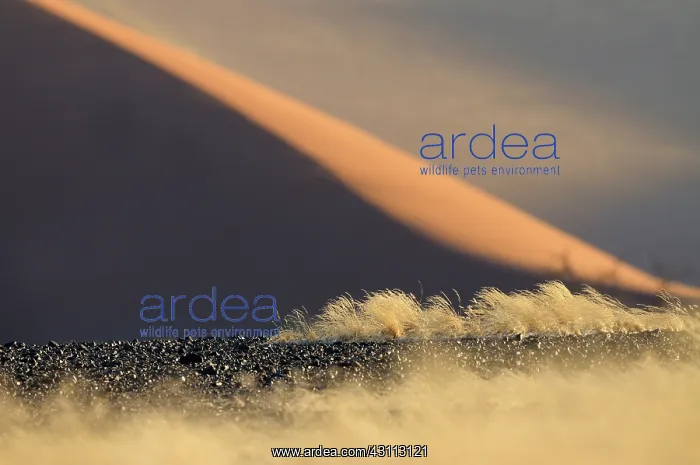  : Desert Landscape showing dead grass on dark gravel soil in s