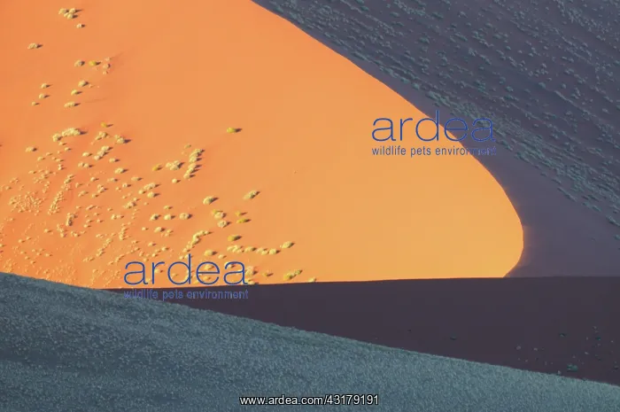 : Desert Landscape showing sand dunes covered with unidentifie : Desert Landscape showing sand dunes covered with unidentifie