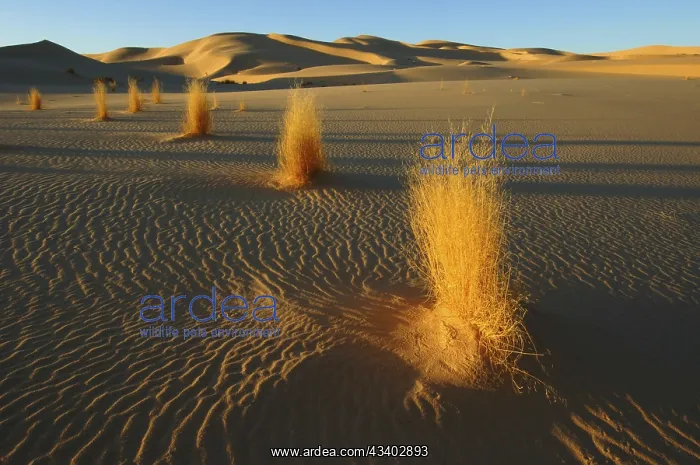 : Desert landscape, Tin Akascheker, Algeria, rock : Desert landscape, Tin Akascheker, Algeria, rock