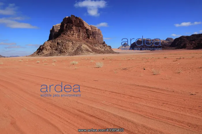 : Desert landscape in Wadi Rum, Jordan, Asia : Desert landscape in Wadi Rum, Jordan, Asia