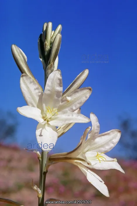  : DESERT LILY