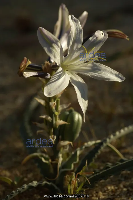 : Desert Lily - spring : Desert Lily - spring
