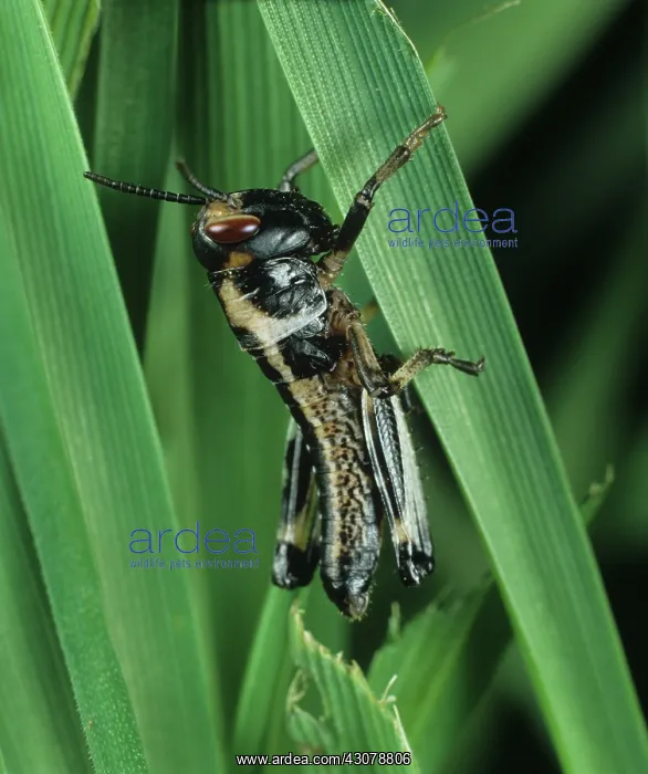 : Desert locust : Desert locust
