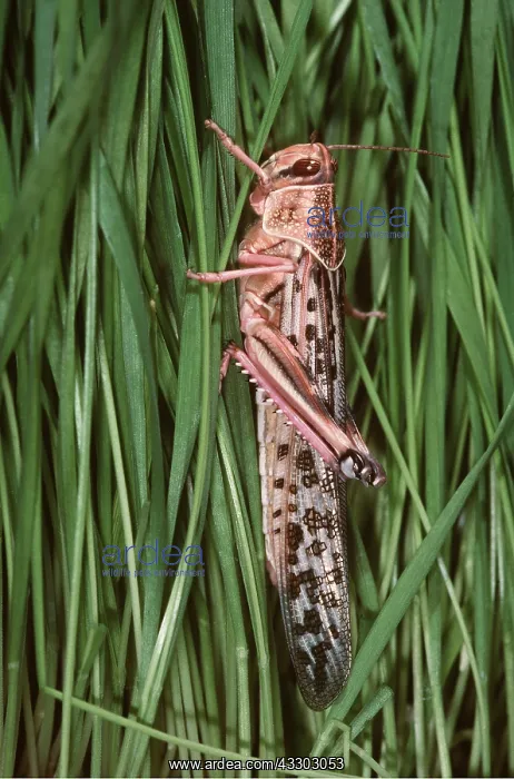 : DESERT LOCUST - ADULT ON GRASS : DESERT LOCUST - ADULT ON GRASS