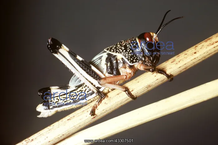 : DESERT LOCUST - HOPPER : DESERT LOCUST - HOPPER