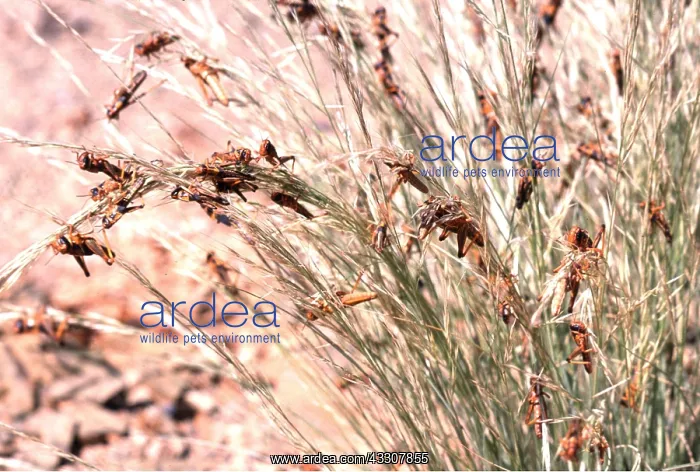  : DESERT LOCUST - hoppers devouring grass