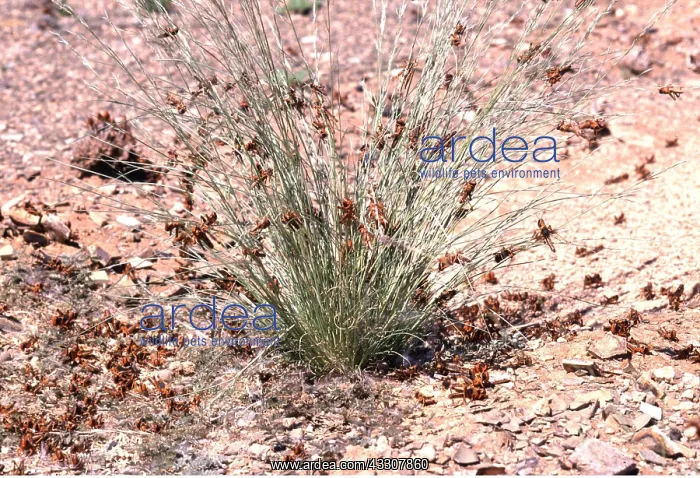 : DESERT LOCUST - hoppers devouring grass : DESERT LOCUST - hoppers devouring grass