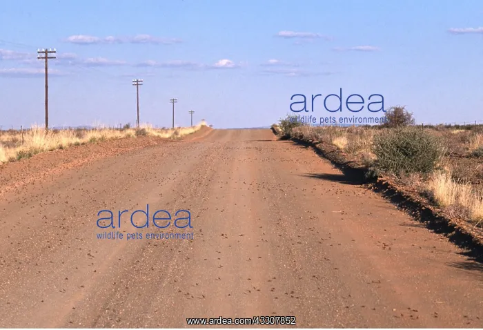 : DESERT LOCUST - hoppers swarming across road : DESERT LOCUST - hoppers swarming across road