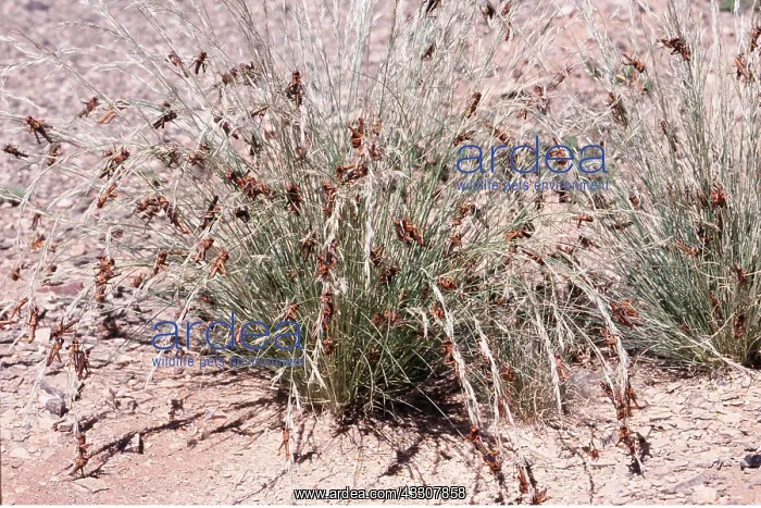 : DESERT LOCUSTS - Devour grass : DESERT LOCUSTS - Devour grass