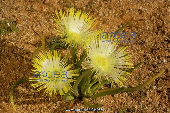 : Desert mesemb, Goslings - in the Namaqua desert : Desert mesemb, Goslings - in the Namaqua desert