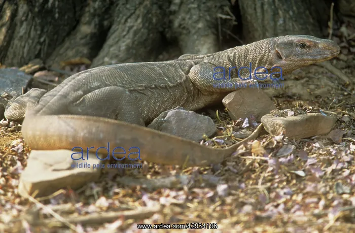 : DESERT MONITOR  /  Agra LIZARD