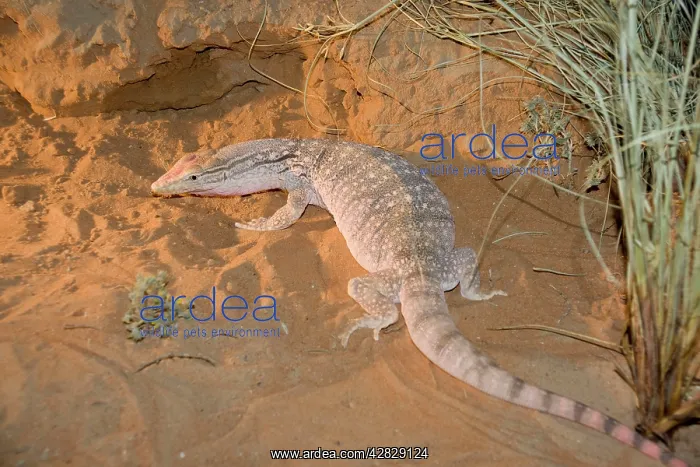  : Desert Monitor Lizard
