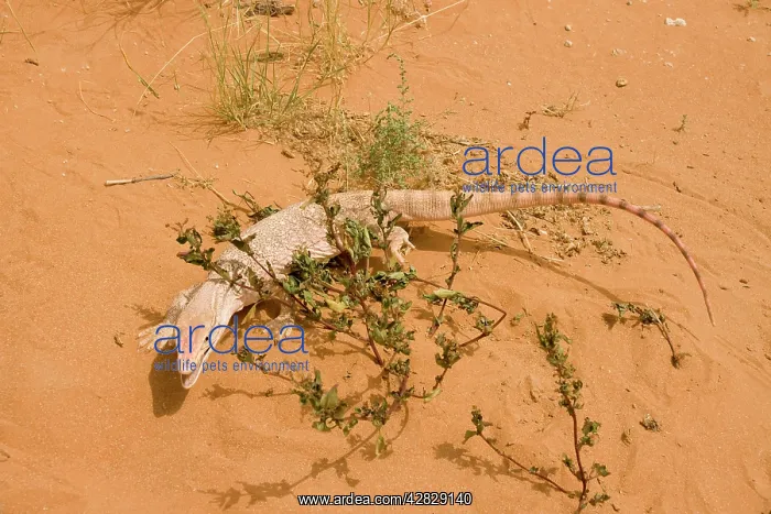 : Desert Monitor Lizard : Desert Monitor Lizard