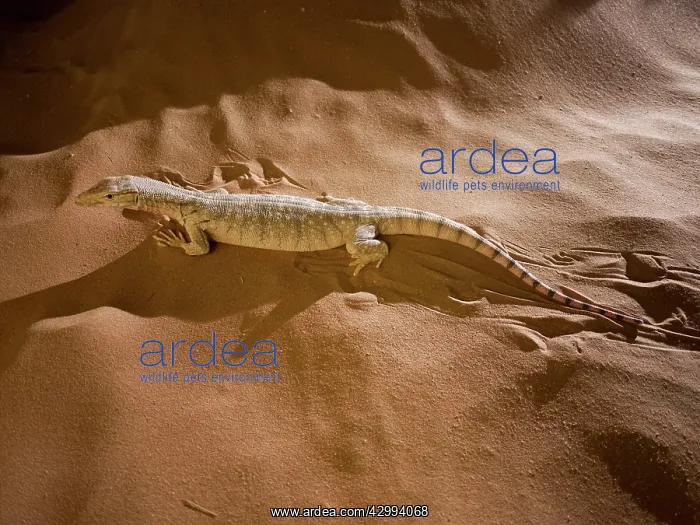 : Desert Monitor Lizard : Desert Monitor Lizard