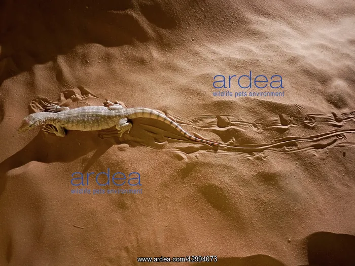 : Desert Monitor Lizard : Desert Monitor Lizard