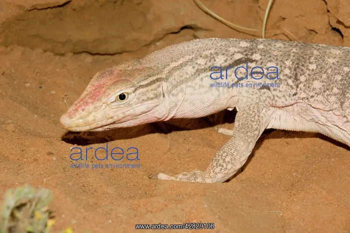 : Desert Monitor Lizard - Abu Dhabi : Desert Monitor Lizard - Abu Dhabi