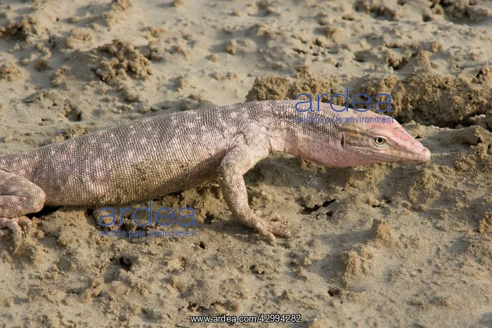 : Desert Monitor Lizard - on sabkha / salt flat : Desert Monitor Lizard - on sabkha / salt flat