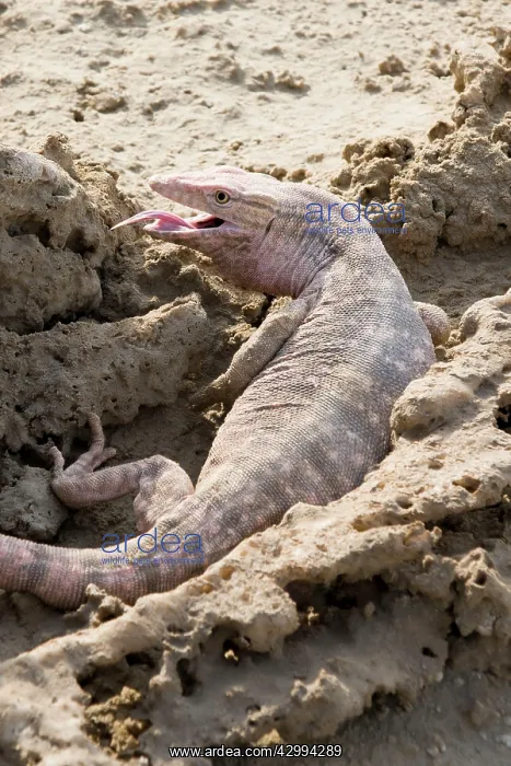 : Desert Monitor Lizard - on sabkha / salt flat with : Desert Monitor Lizard - on sabkha / salt flat with