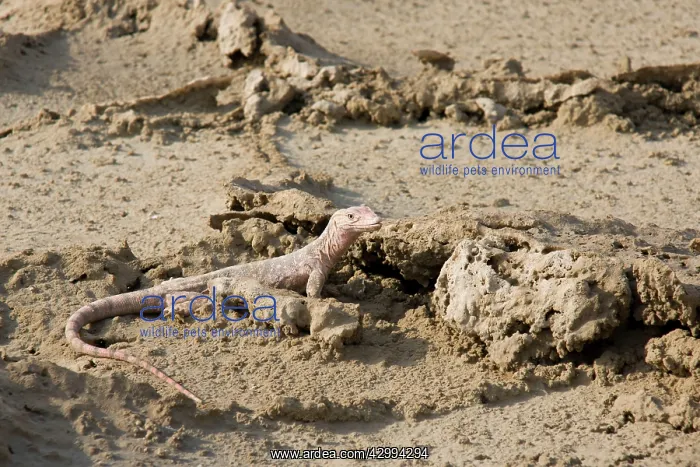 : Desert Monitor Lizard - on sabkha / salt flat : Desert Monitor Lizard - on sabkha / salt flat