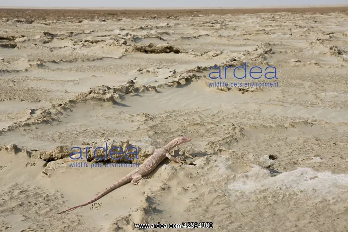 : Desert Monitor Lizard - on sabkha / salt flat : Desert Monitor Lizard - on sabkha / salt flat