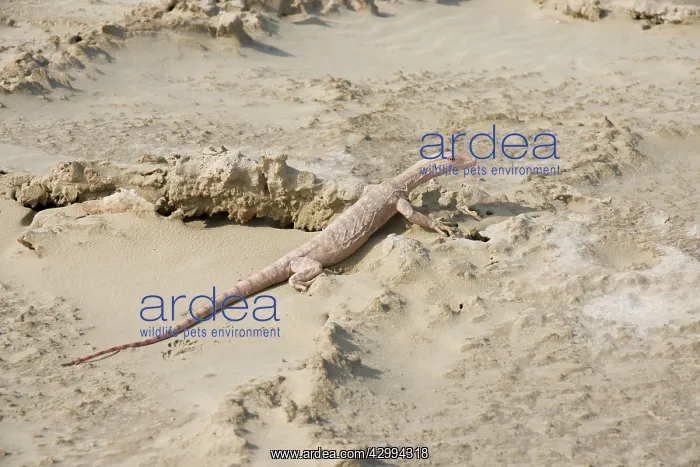 : Desert Monitor Lizard - on sabkha / salt flat : Desert Monitor Lizard - on sabkha / salt flat
