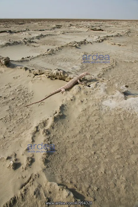 : Desert Monitor Lizard - on sabkha / salt flat : Desert Monitor Lizard - on sabkha / salt flat