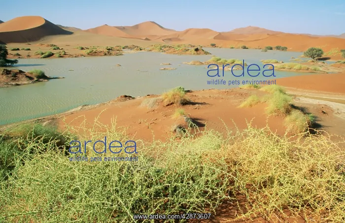 : DESERT - Namibia. Flooded Sossusvlei with Camelthorn : DESERT - Namibia. Flooded Sossusvlei with Camelthorn