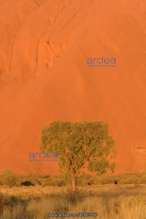 : Desert Oak - bushland and single desert oak tree : Desert Oak - bushland and single desert oak tree