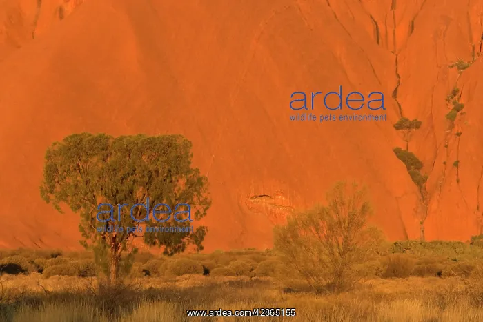 : Desert Oak - bushland and single desert oak tree : Desert Oak - bushland and single desert oak tree